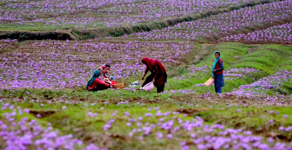 Buy Pure Kashmiri Saffron Online - Pampore Valley
